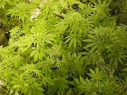 Opération cisaille: saisie de 350 000 $ de marijuana à Saint-Marguerite
