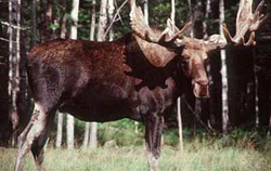 Un chasseur tire sur une voiture plutôt que sur sa cible, un orignal