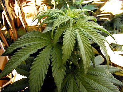 Un homme arrêté pour production de cannabis à Saint-Évariste