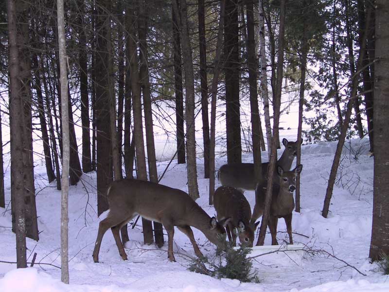 De nouveaux panneaux pour diminuer le risque de collisions avec les cerfs en Beauce