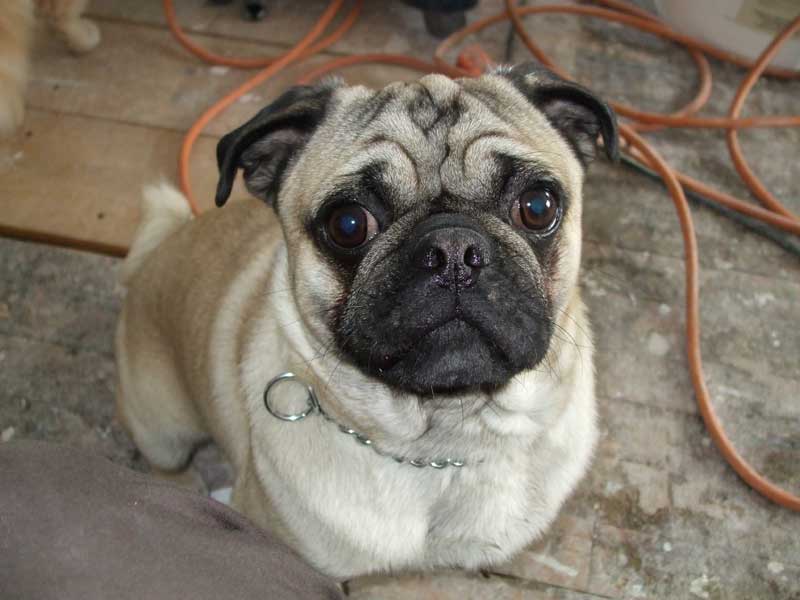 Son chien volé sous les yeux de son voisin