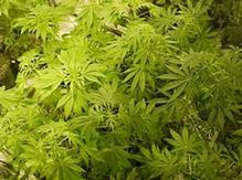 Une découverte de 387 plants de marijuana à Frampton