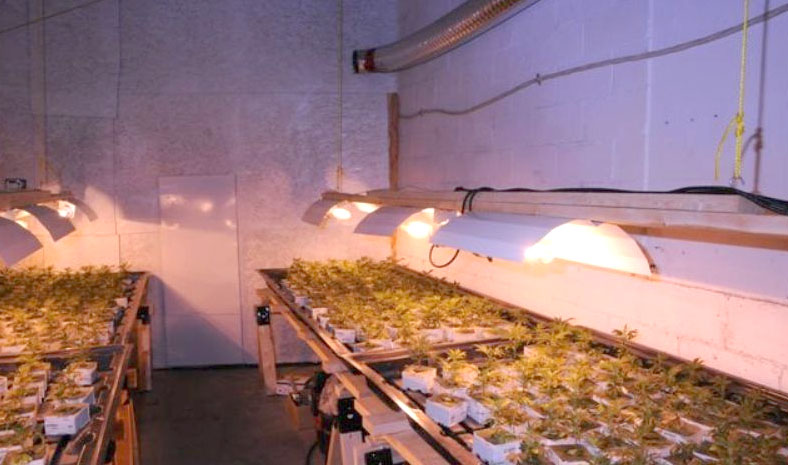 Perquisition de 620 plants de cannabis à Sainte-Marie