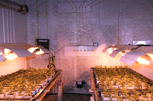 Perquisition de 620 plants de cannabis à Sainte-Marie