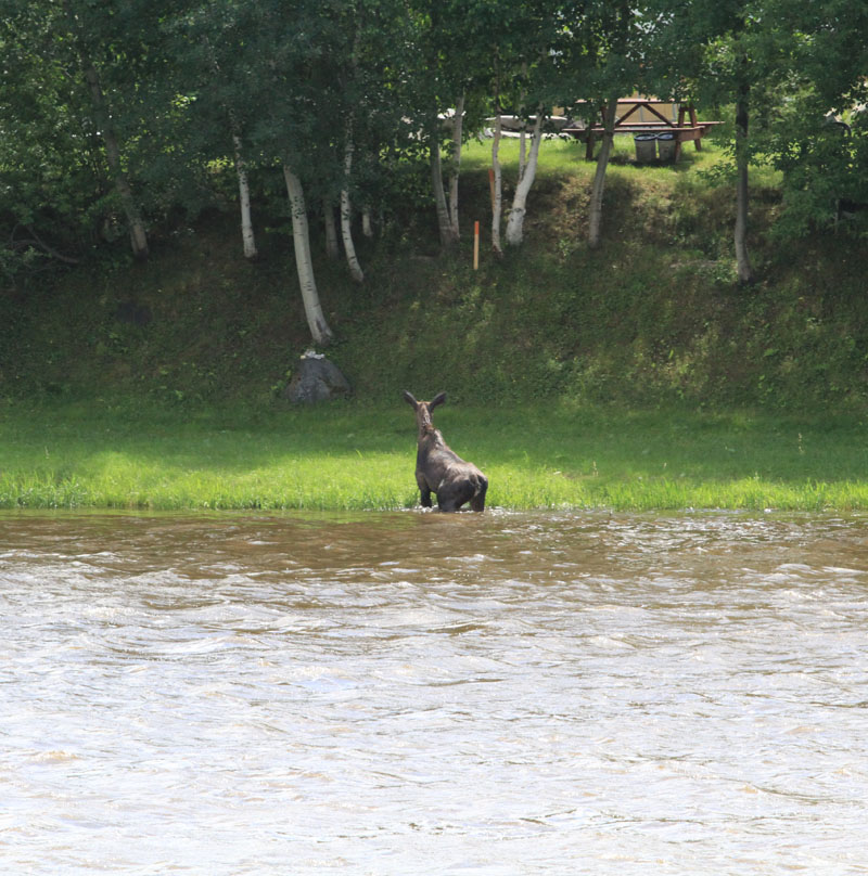 Un orignal vient se baigner dans la rivière Chaudière au centre-ville de Saint-Georges
