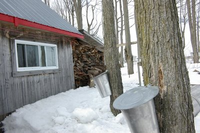 Des cabanes à sucre visitées par les voleurs à Saint-Séverin