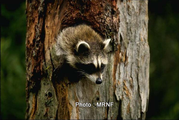 Aucun cas de rage du raton laveur n'a été répertorié ni en Beauce ni au Québec