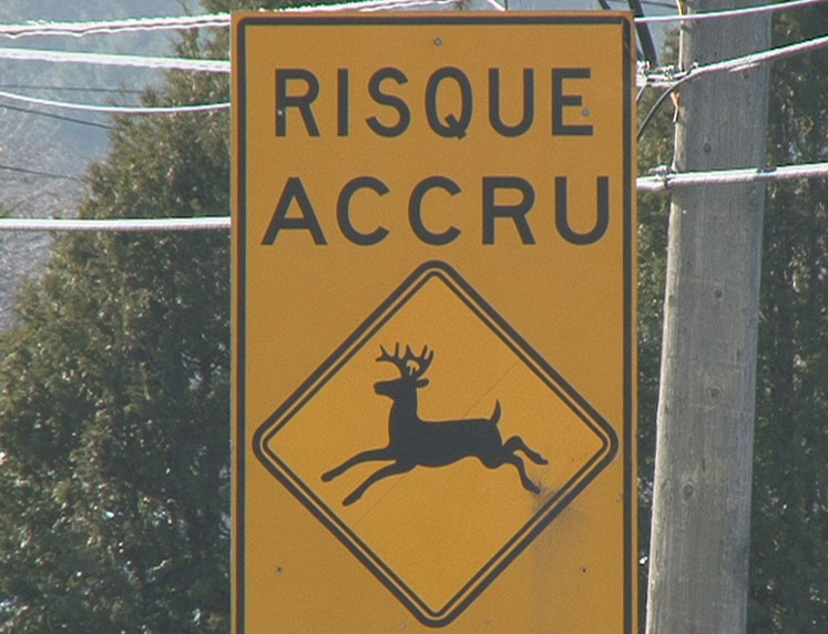 Recrudescence des accidents impliquant des chevreuils