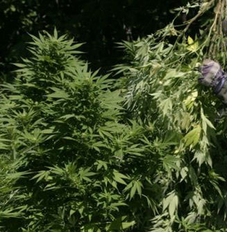 Perquisition de 1 M$ de cannabis à Sainte-Justine