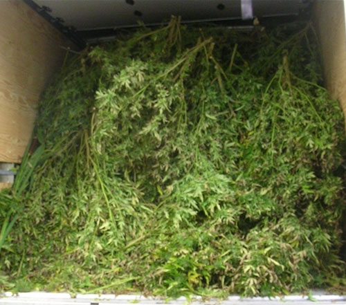 Importante perquisition de plants de cannabis à Saint-Georges