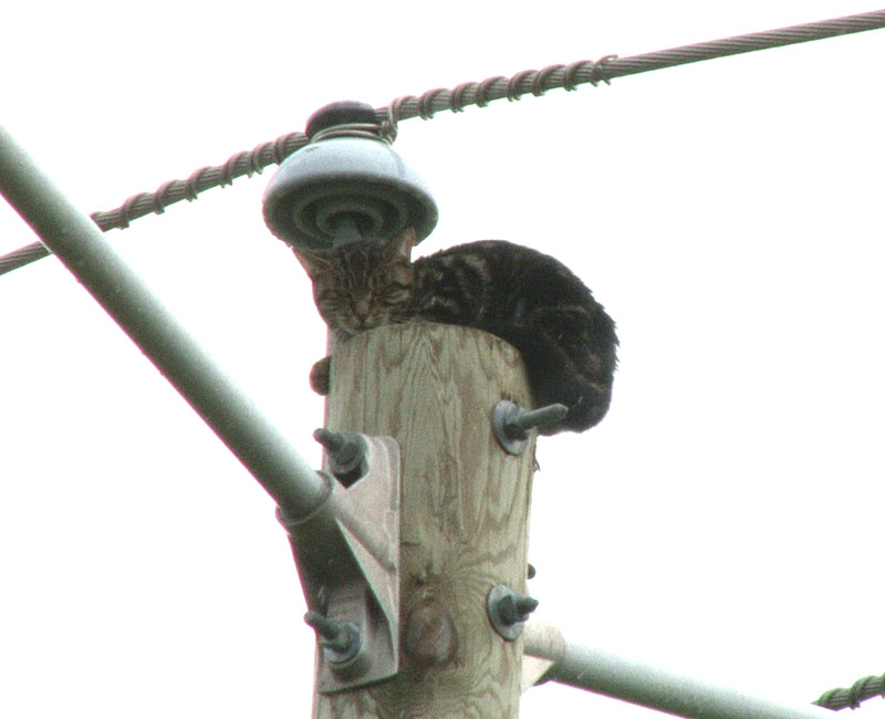 Chat Hydro-Québec