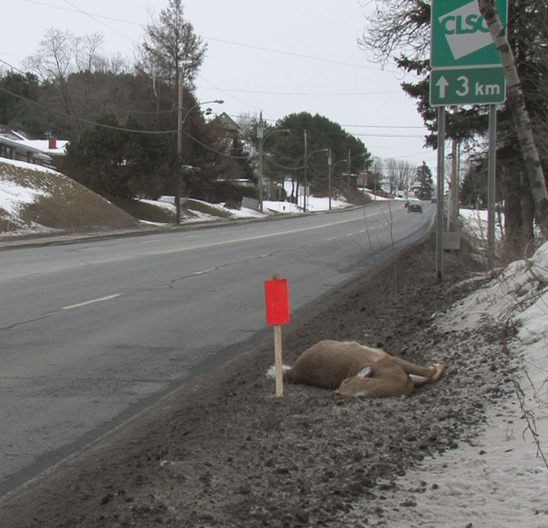 Un accident avec chevreuil en pleine zone urbaine de Saint-Georges