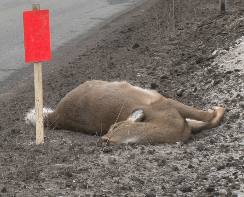 Autre accident avec un chevreuil sur le boulevard Lacroix à Saint-Georges