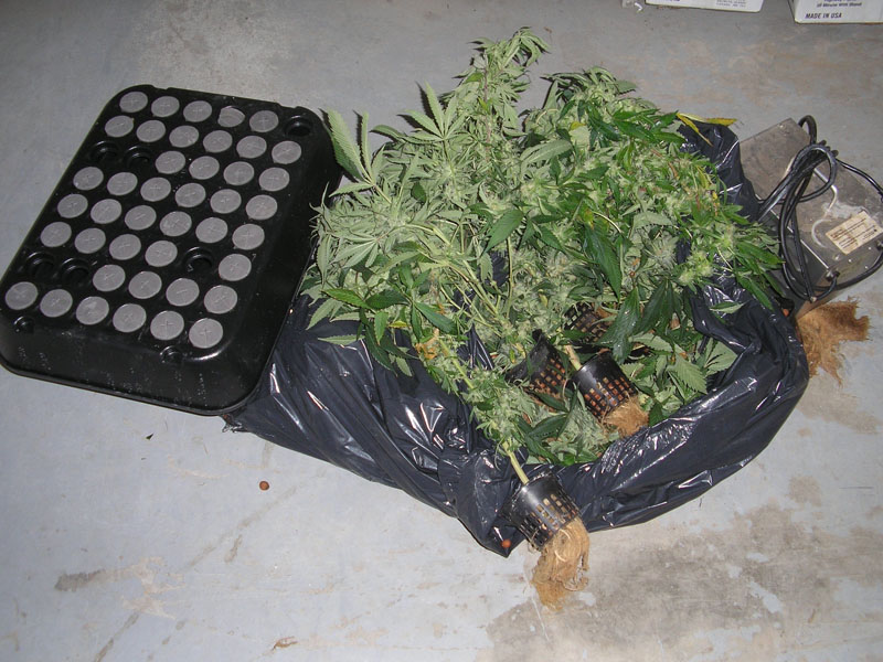 Perquisition de 199 plants de cannabis à Saint-René