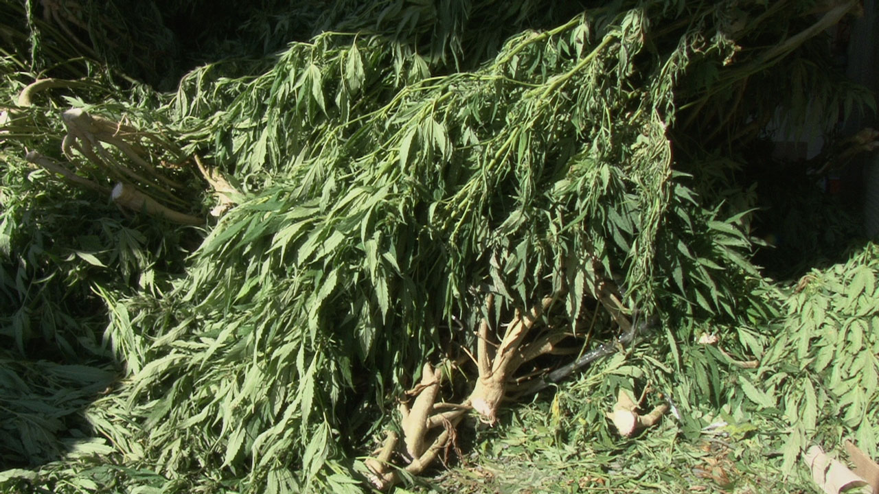 Perquisition de 73 plants de cannabis à Saint-Gédéon et Saint-René