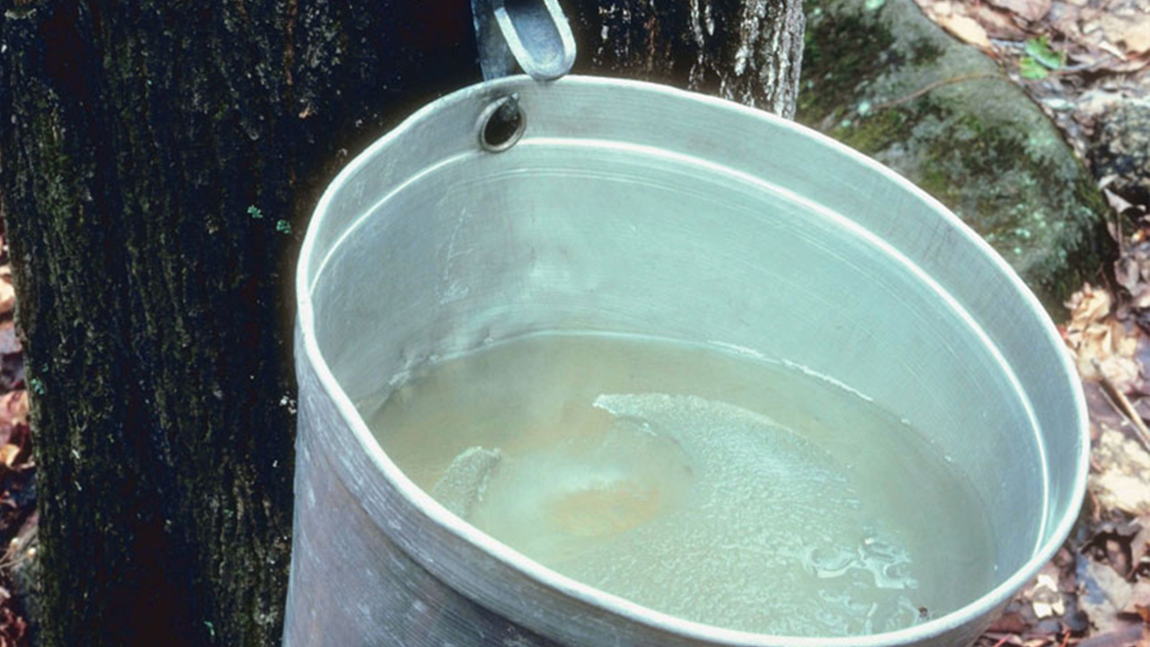 1700 chaudières d'eau d'érable volées à Sainte-Marie