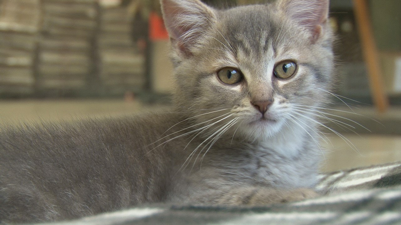 Ceux et celles qui abandonnent leur animal de façon non adéquate risquent une amende en lien avec la Loi sur la cruauté envers les animaux.