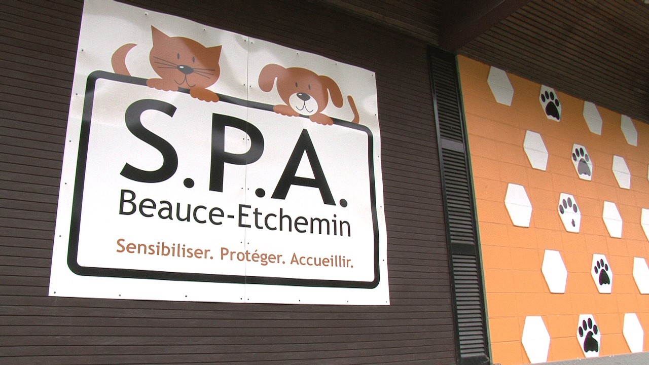 Pour la SPA Beauce-Etchemin, il s'agit une période très achalandée.