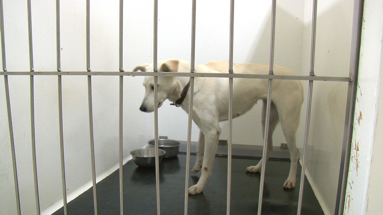 La SPA ne peut accueillir tout les animaux abandonnés.