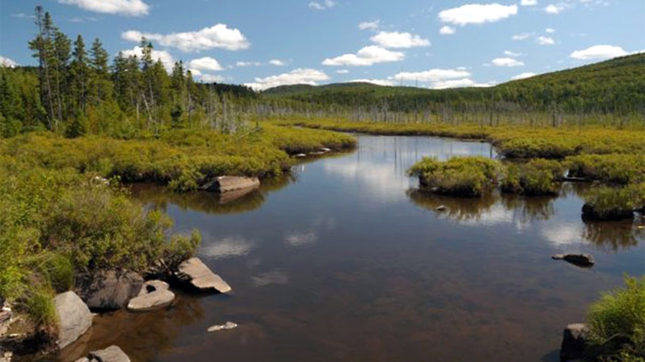 Le ministère du Développement durable, de l'Environnement, de la Faune et des Parcs sollicite la collaboration des chasseurs afin de poursuivre son projet de suivi de la tique d'hiver de l'orignal amorcé l'an dernier.