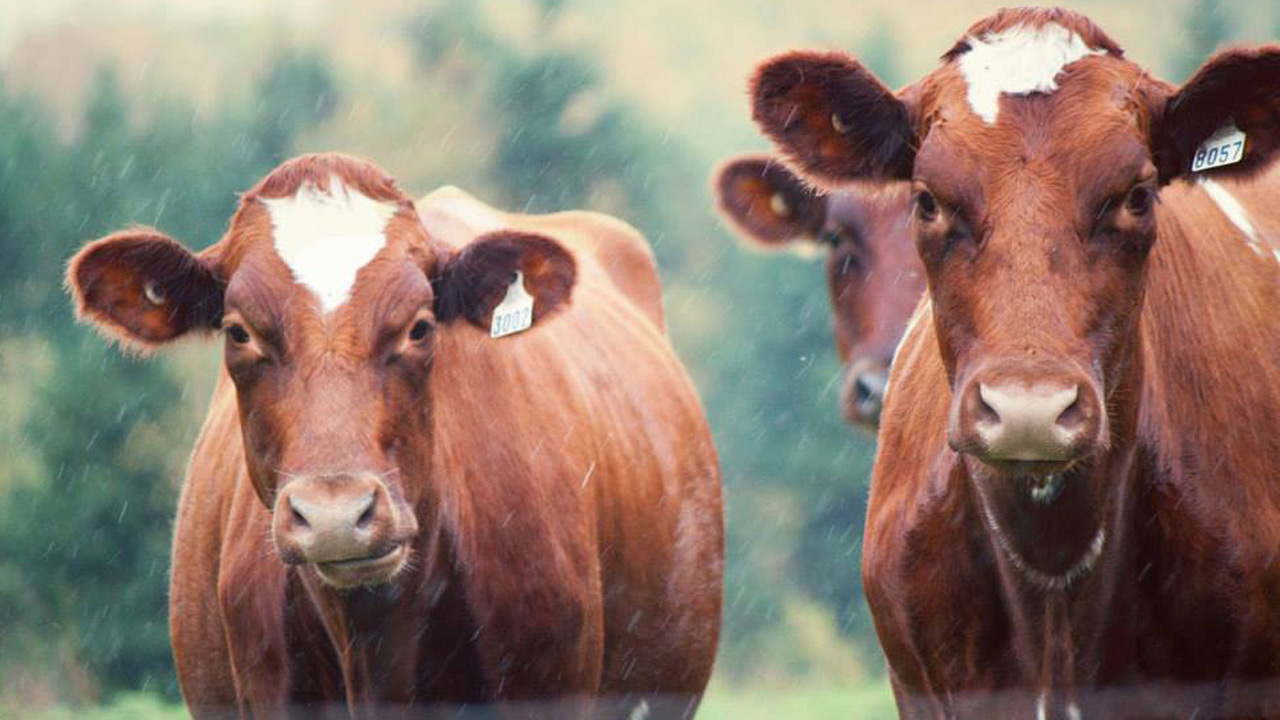 À trois reprises entre 2008 et 2010, à Adstock et Kinnear’s Mills, M. Lessard a donné accès aux animaux à des cours d’eau contrevenant ainsi à l’article 4 du Règlement sur les exploitations agricoles.
