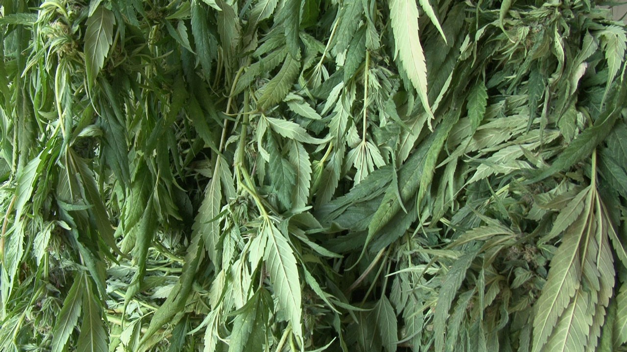 Démantèlement d’une serre de cannabis à Sainte-Marie