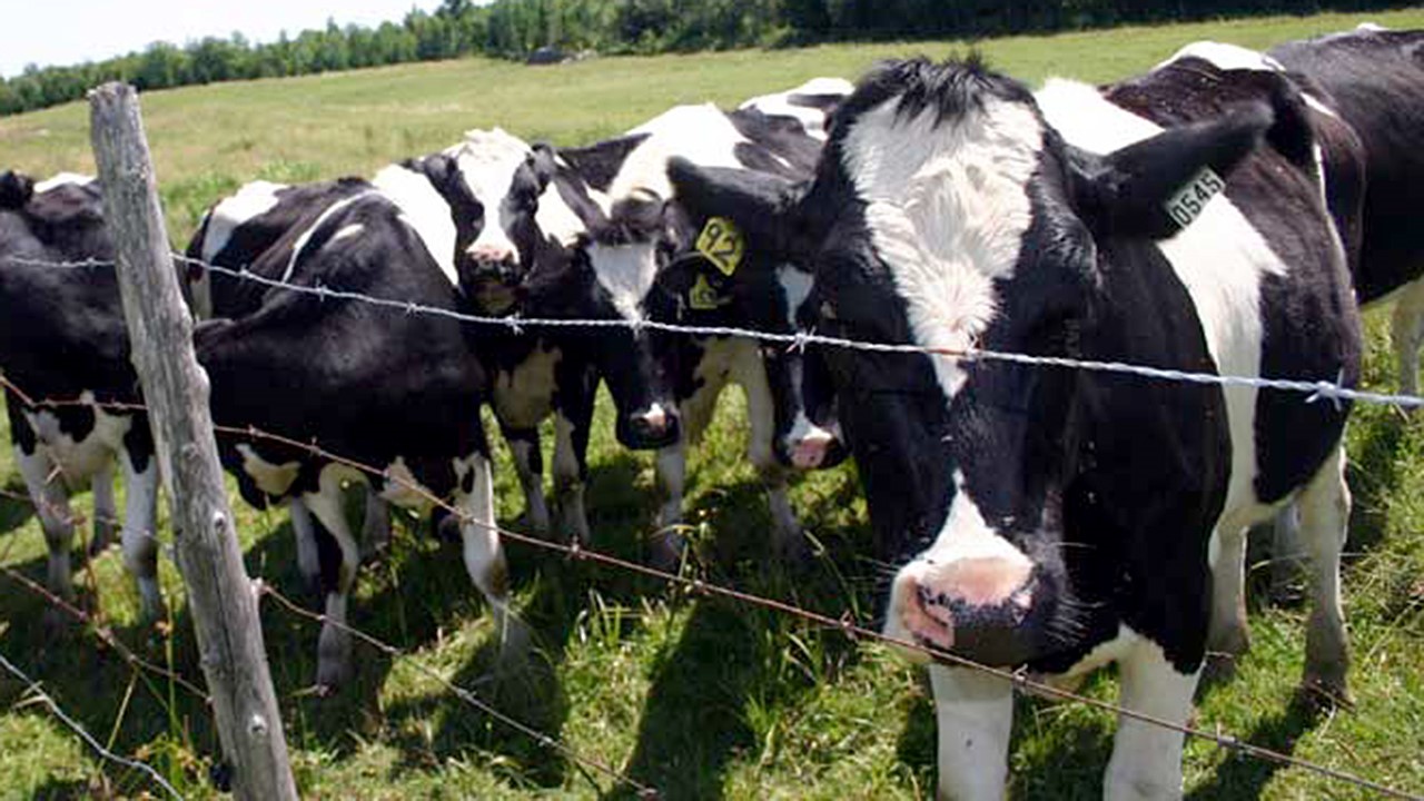 Le MAPAQ a émis une amende totalisant 6000 $ à la Ferme Maheux et fils 2002 située à Beauceville.