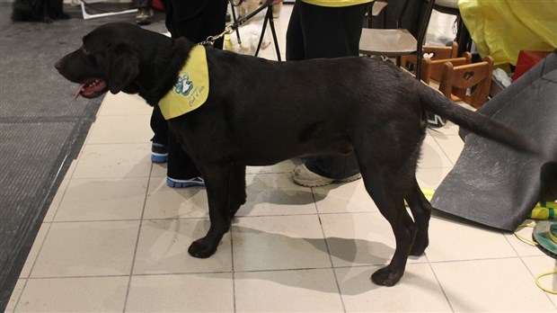 Le salon « Info Canin » est présenté au Carrefour Saint-Georges