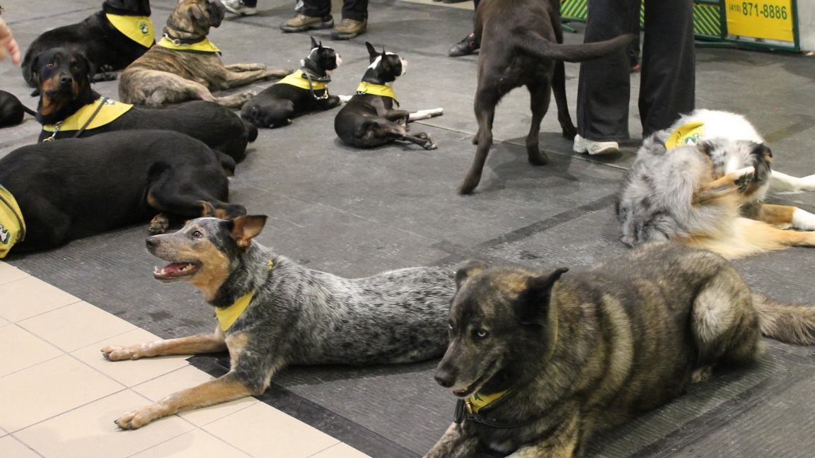 Le salon « Info Canin » est présenté au Carrefour Saint-Georges