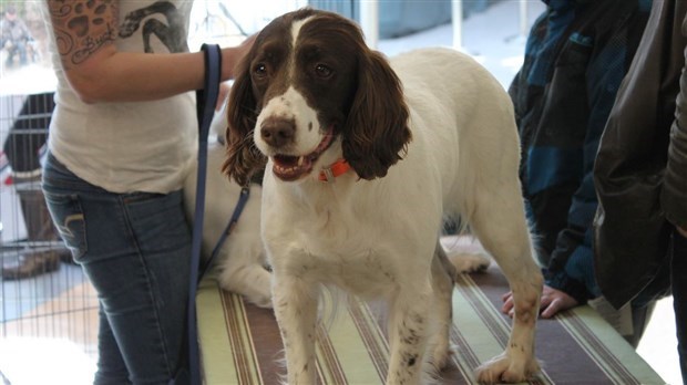 Le salon « Info Canin » est présenté au Carrefour Saint-Georges
