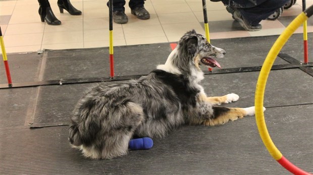 Le salon « Info Canin » est présenté au Carrefour Saint-Georges