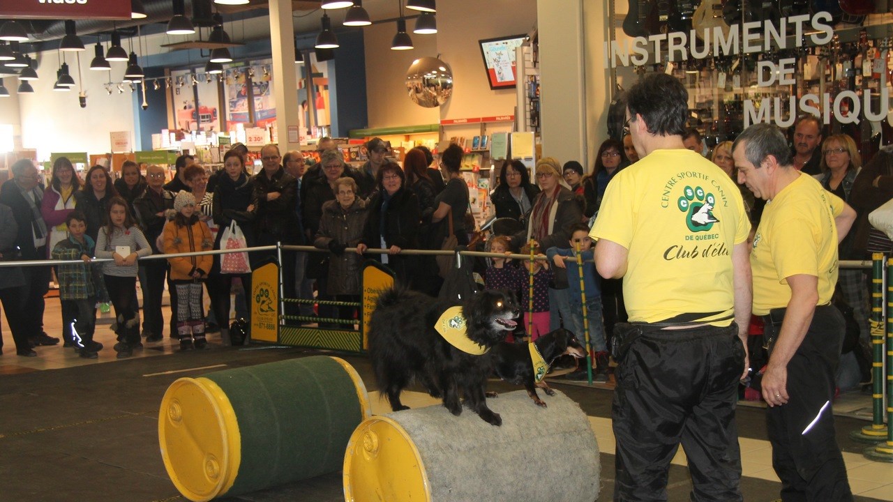 Le Carrefour Saint-Georges recevait le Salon Info Canin en fin de semaine. Plusieurs kiosques d'informations et spectacles accompagnaient cet événement.