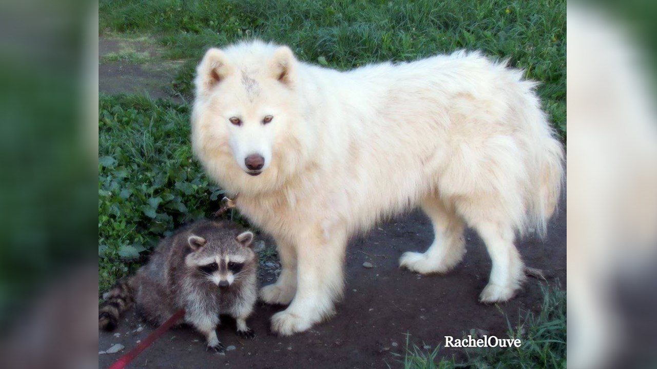 Le raton Nymous retrouve sa famille