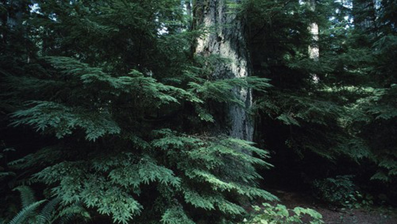 L'Agence régionale des forêts privées souligne la protection de 21 milieux humides
