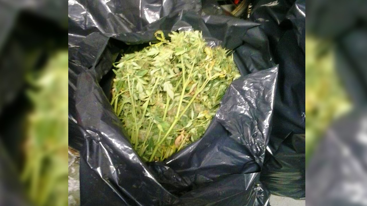 La valeur totale de la drogue saisie sur les lieux est estimée à plus de 250 000 $.