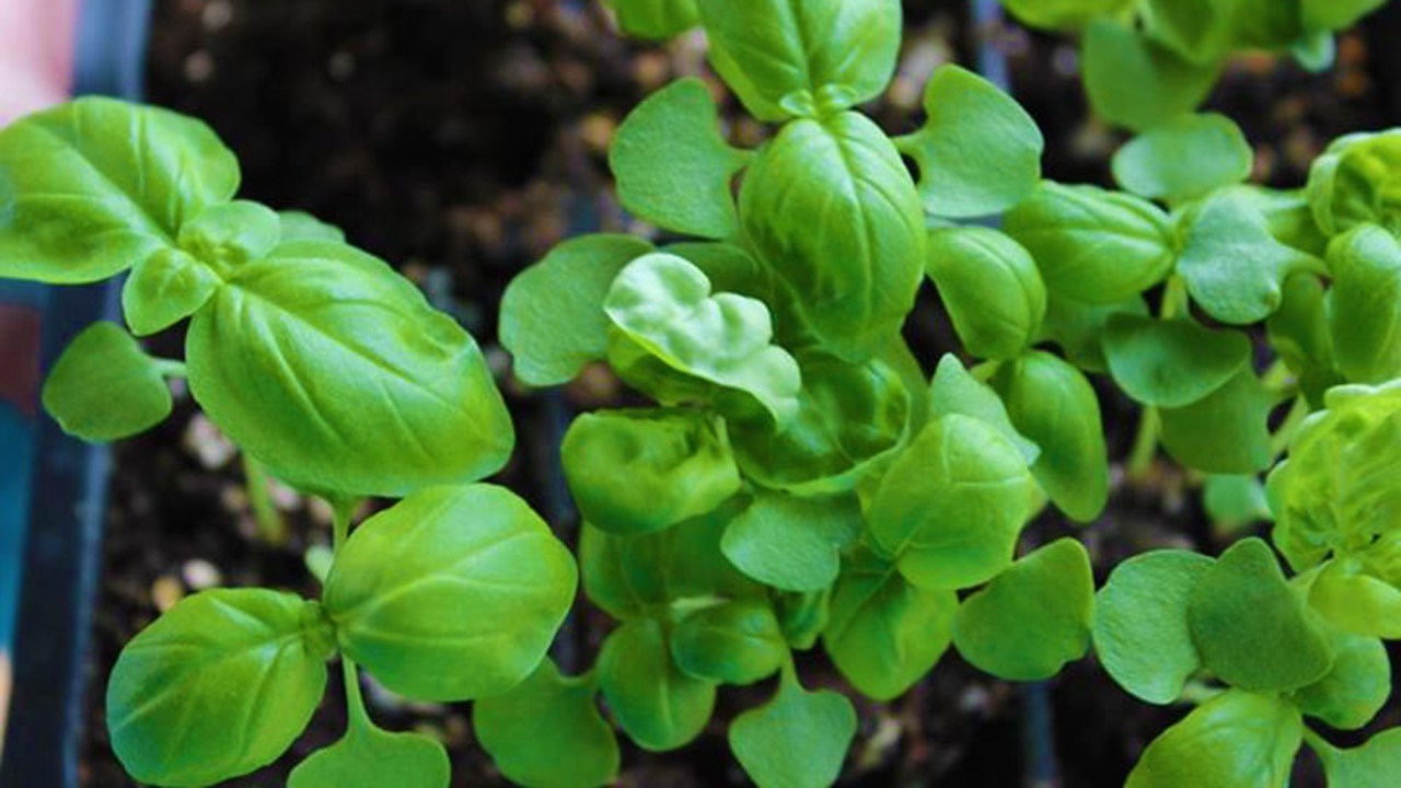 Une conférence sur les fines herbes au Centre multifonctionnel de Saint-Éphrem.