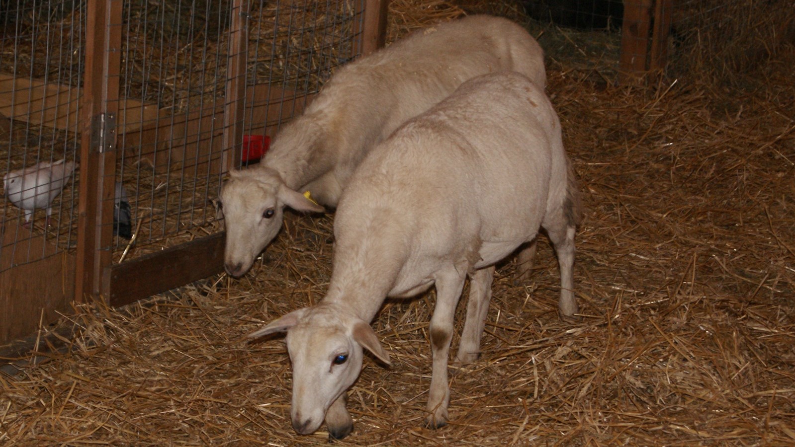 La 51e édition de l'Exposition agricole de Beauce à Saint-Honoré est en branle