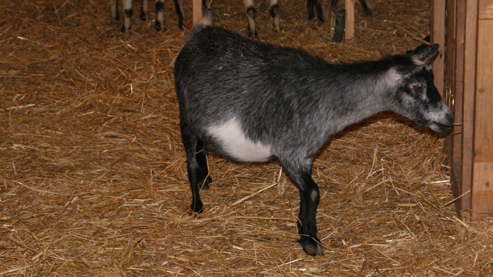 La 51e édition de l'Exposition agricole de Beauce à Saint-Honoré est en branle