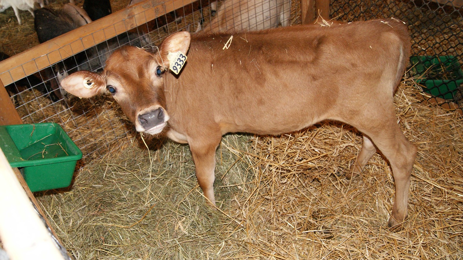 La 51e édition de l'Exposition agricole de Beauce à Saint-Honoré est en branle
