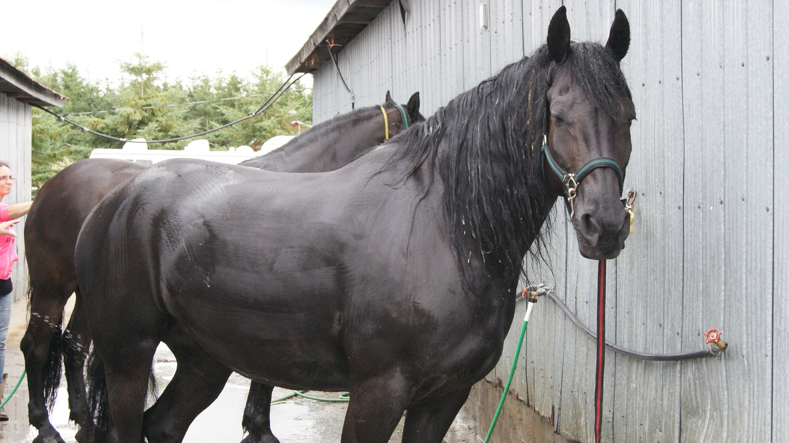 La 51e édition de l'Exposition agricole de Beauce à Saint-Honoré est en branle