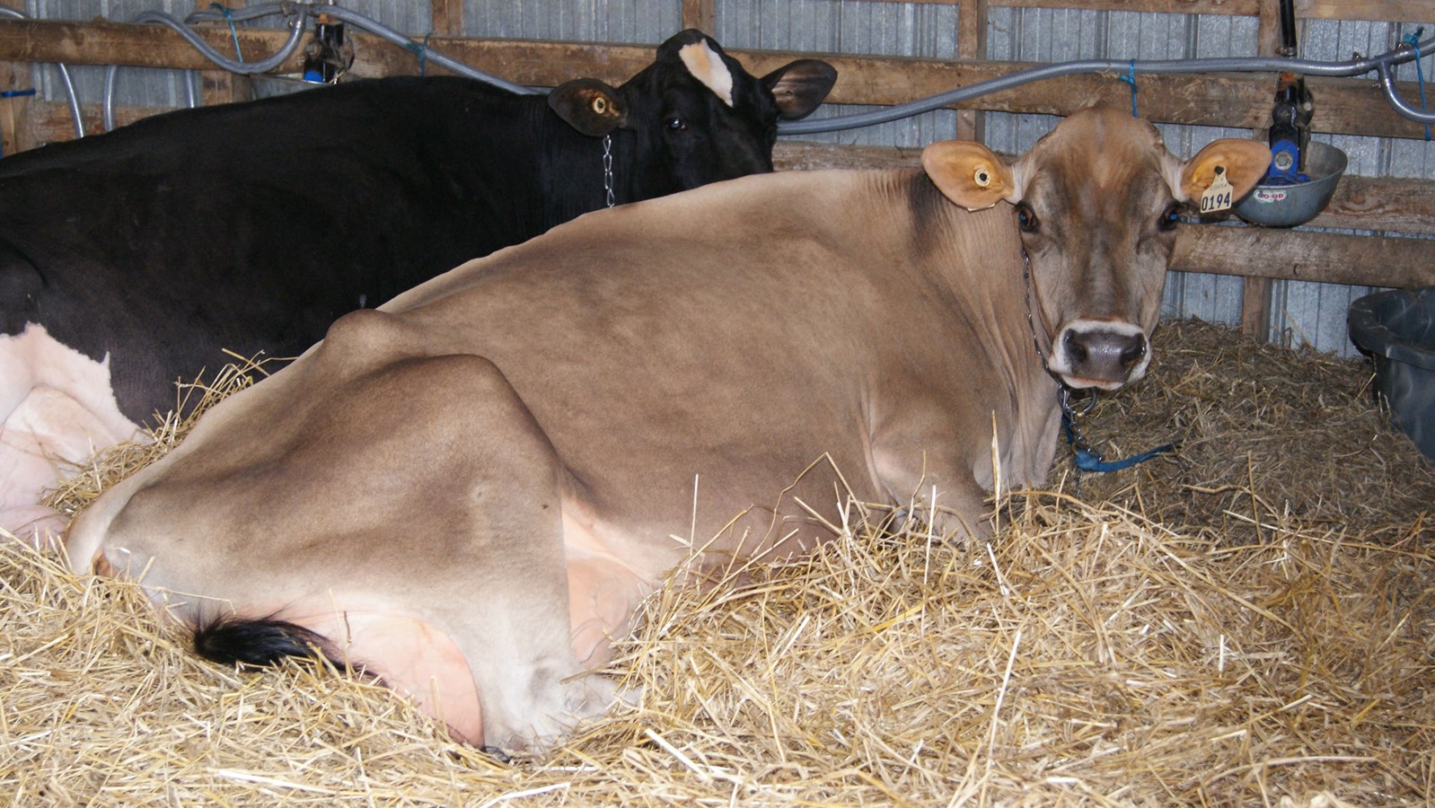 La 51e édition de l'Exposition agricole de Beauce à Saint-Honoré est en branle