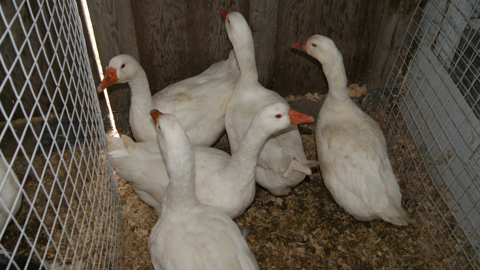 La 51e édition de l'Exposition agricole de Beauce à Saint-Honoré est en branle