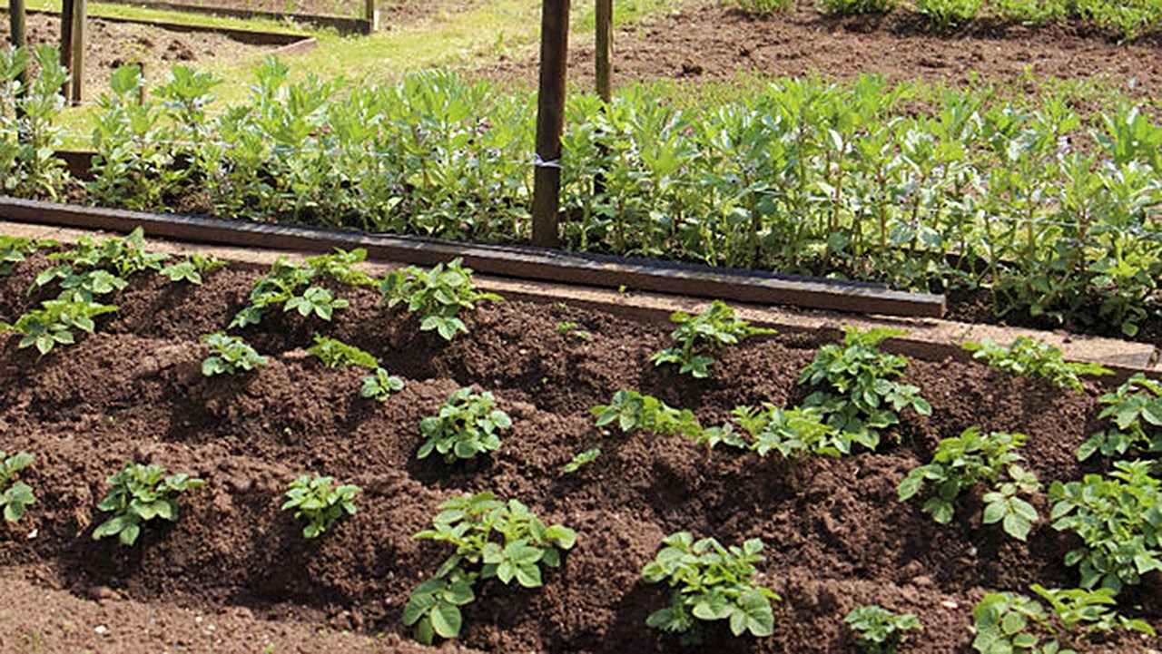 Saint-Georges souhaite implanter un jardin communautaire sur son territoire