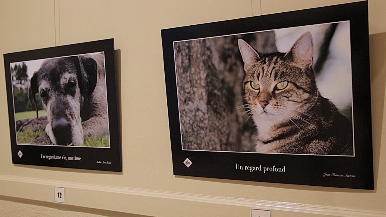 Clin d’œil sur la Beauce présente les œuvres photographiques des finalistes de l’édition 2015 qui avait pour thème « Nos petits animaux favoris ».