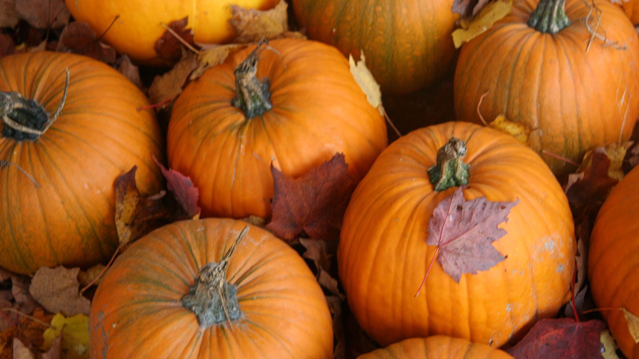 La Route des incontournables en octobre : Halloween et couleurs d’automne en vedette