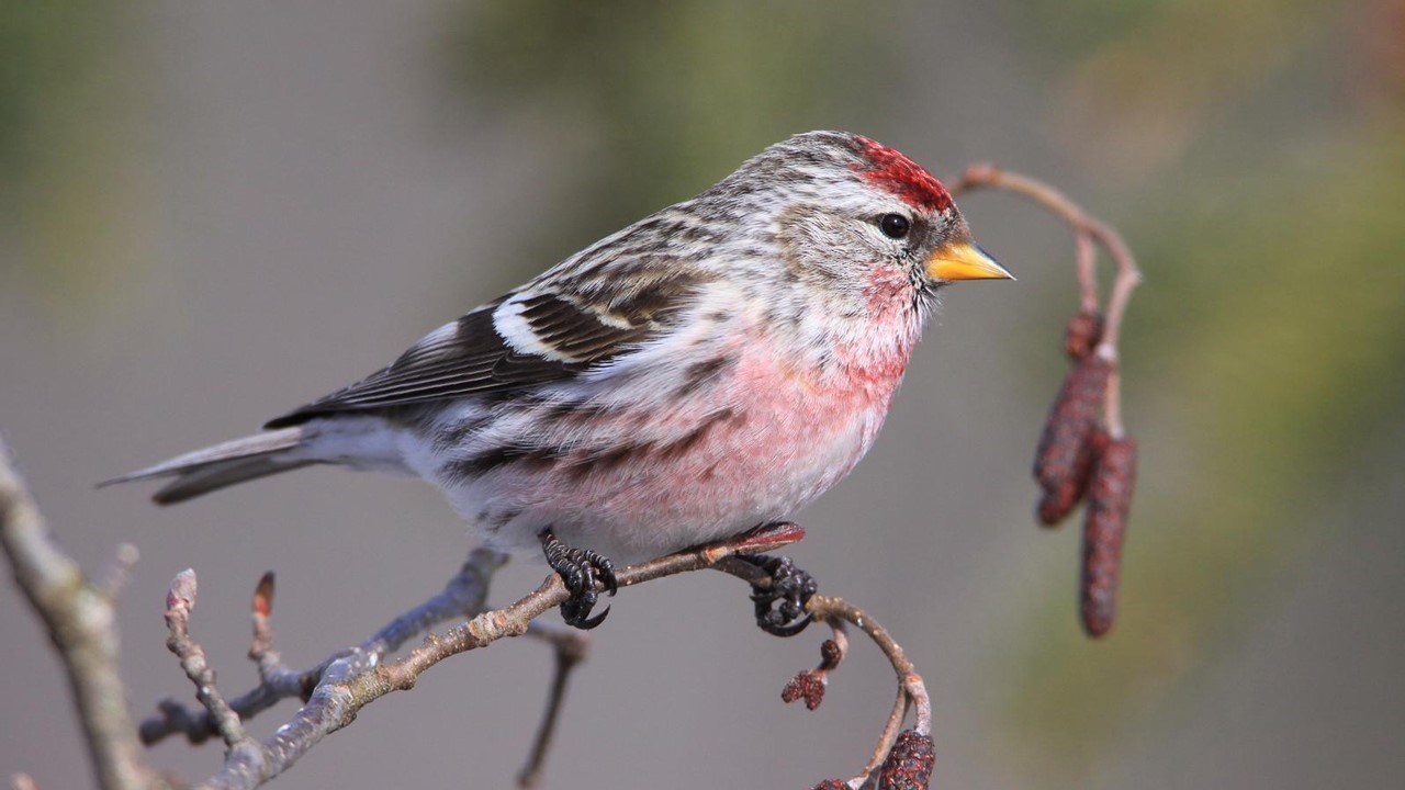 Le documentariste et passionné des oiseaux André Boulianne présentera quatre courts métrages traitants d’ornithologie au restaurant Le Bec Fin dès 13 h 30.