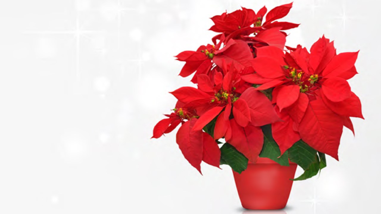 Des poinsettias pour soutenir l’organisme Au Bercail.