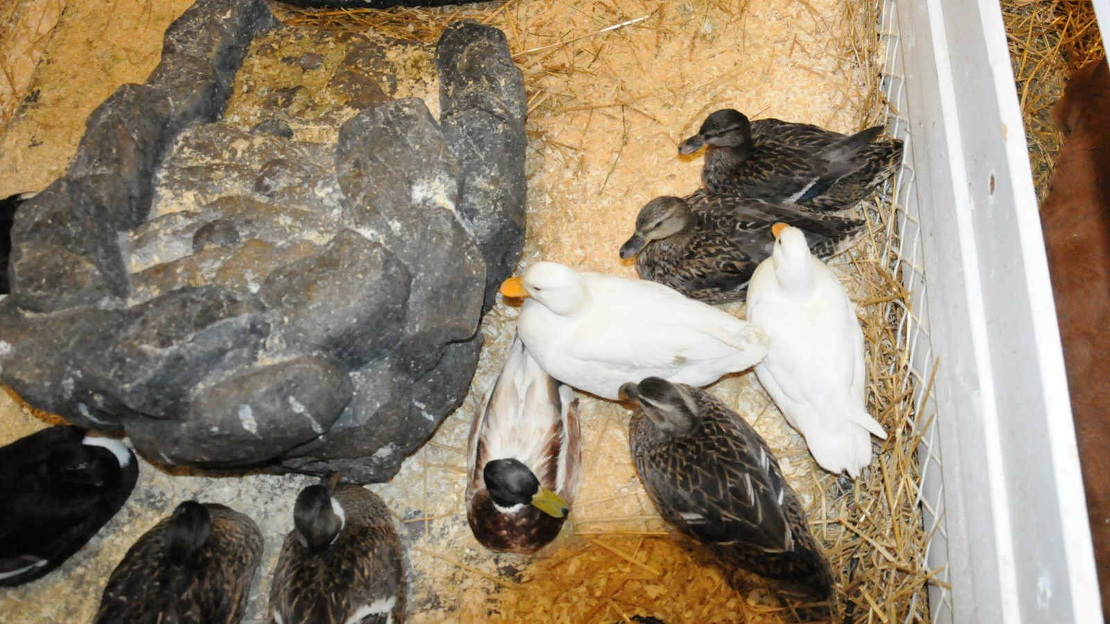 La fermette de Pâques attire petits et grands