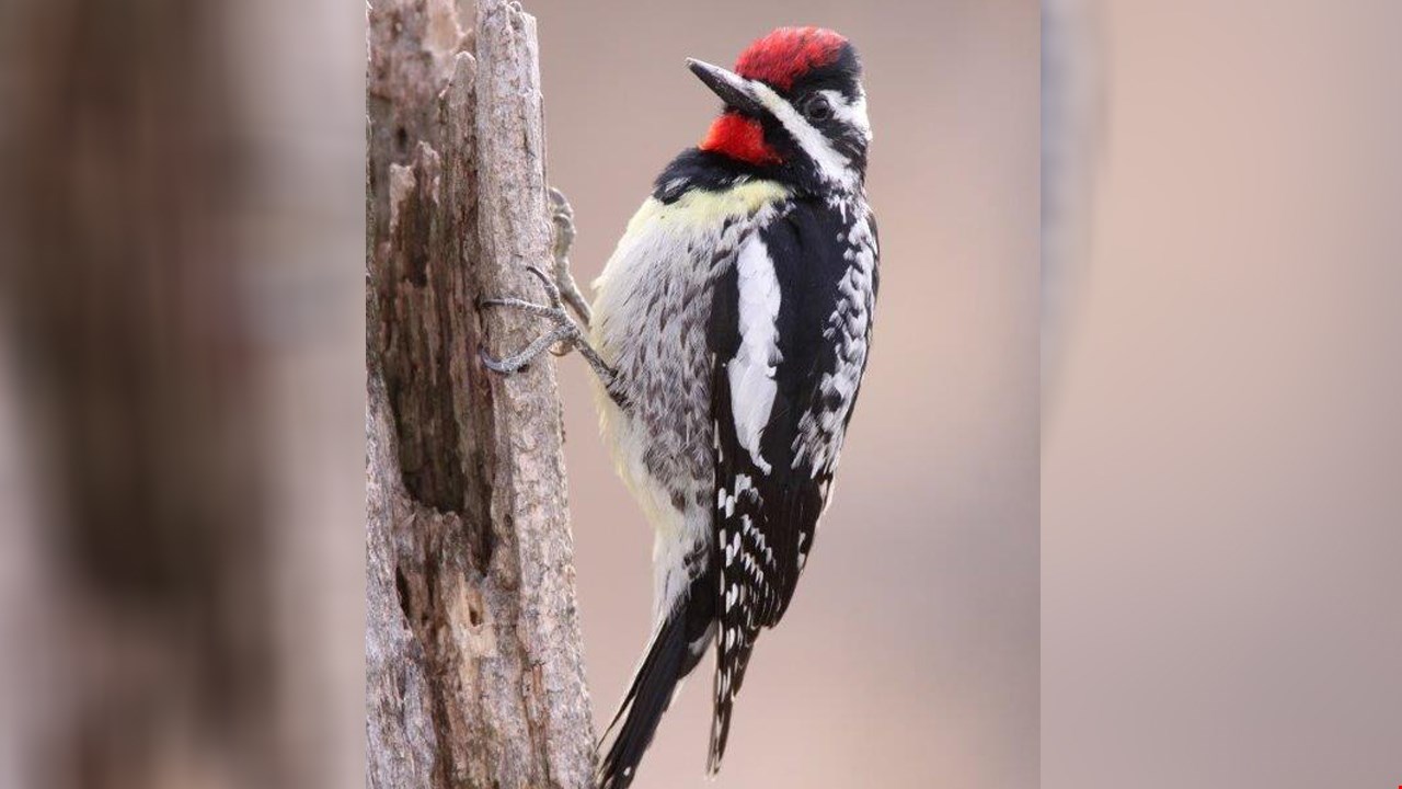 Observation d'oiseaux : les 24 h de mai auront lieu du 20 au 21 mai