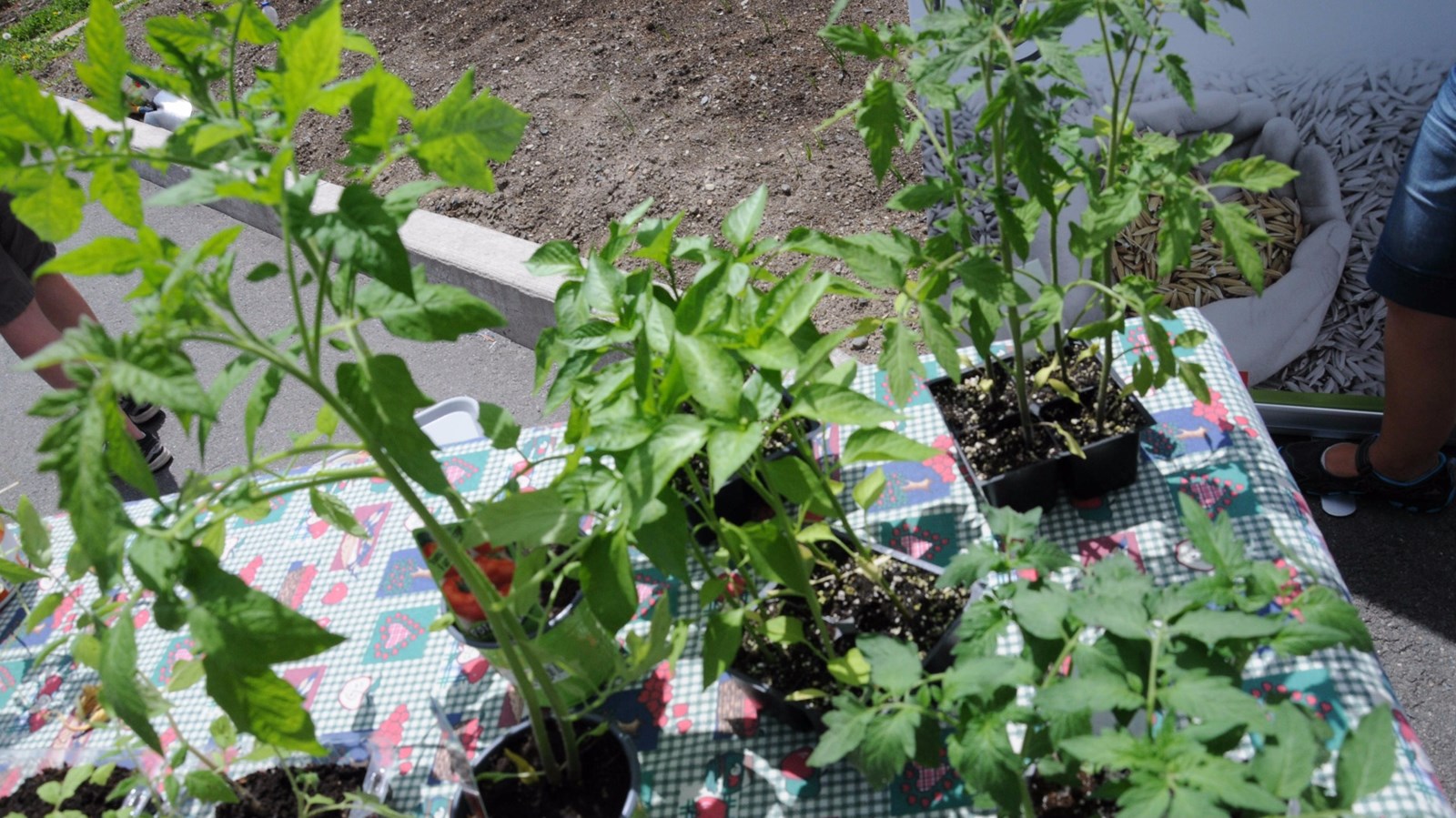 Moisson Beauce lance sa campagne 2016 : « un rang pour ceux qui ont faim »